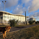 Illustration for article titled The Dogs Of Sochi